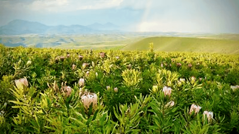 landscape_upscaled_clean